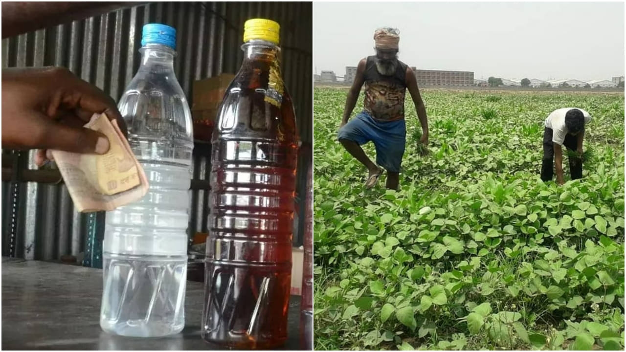 Madhya Pradesh: দেশি মদ দিয়ে চাষাবাদ! বাড়ছে ফলন, উন্নত হচ্ছে ফসলের গুণমানও