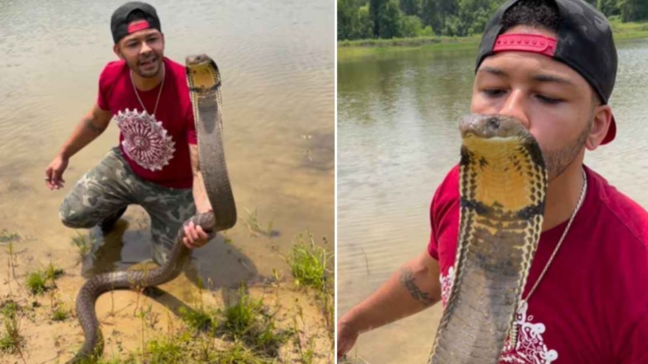 Viral Video: বারো ফুটের বিশাল কিং কোবরাকে বাগে এনে চুমু খেলেন, ব্যক্তির ...