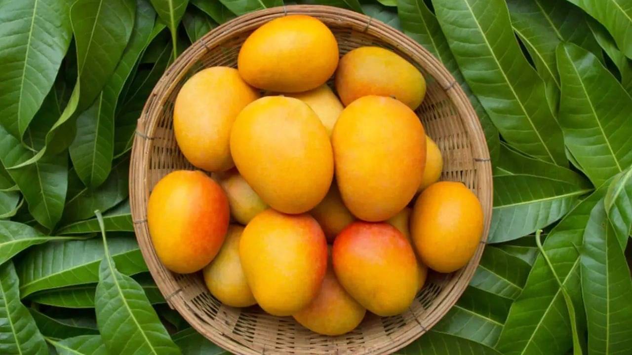 Mango Price: শুধু স্বাদেই নয়, মূল্যবৃদ্ধিতেও ফলের রাজা এখন আম