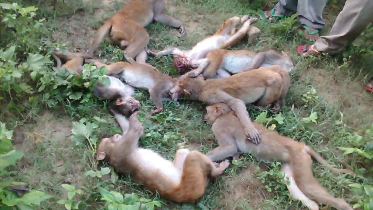 Monkeys death: একটি নয়, দুটি নয়, ৪০ হনুমানের মৃতদেহ পড়ে, চাঞ্চল্য উত্তর প্রদেশে