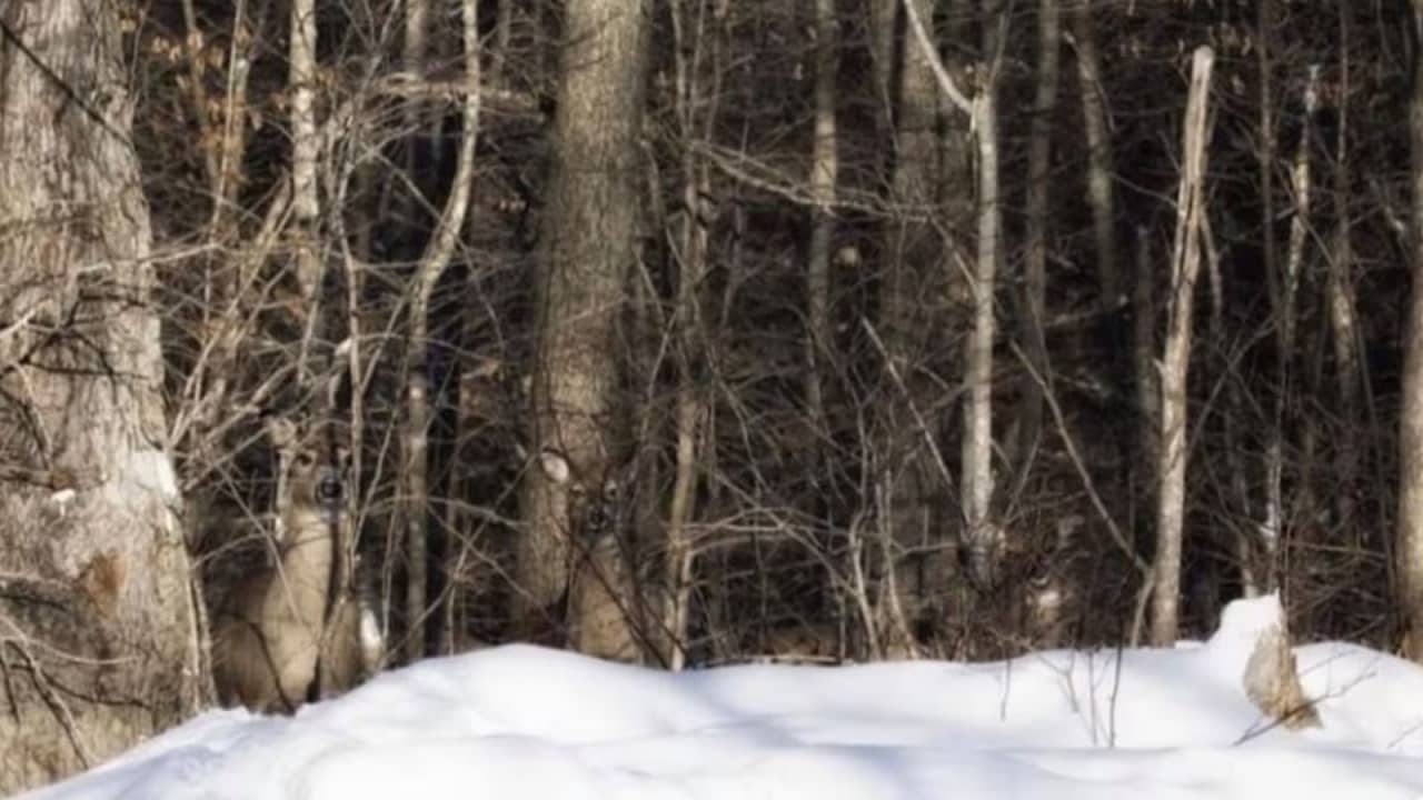 Optical Illusion: এই ছবিতে কতগুলি প্রাণী দেখতে পাচ্ছেন? একমাত্র জিনিয়াসরাই দিতে পারেন সঠিক উত্তর