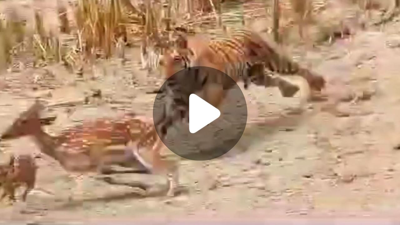 Tiger Sighting Video: সুন্দরবনে হরিণের পিছনে ধাওয়া রয়্যাল বেঙ্গলের, জলে 'লুকোচুরি' শেষে জিতল কে?