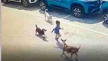 Stray dogs Attacked: ৭ বছরের শিশুকে ছিঁড়ে খেল সারমেয়র দল