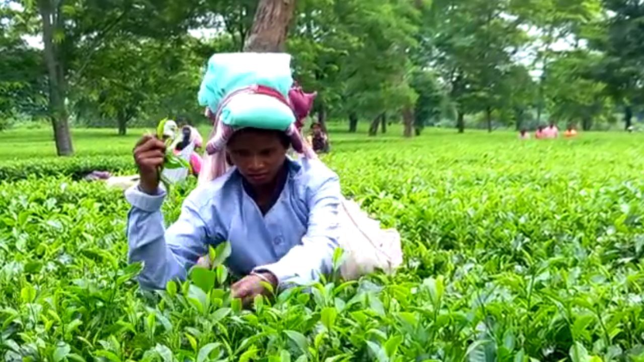 Tea Garden: বিশ্ব চা দিবসের দিনই হতাশার সুর চা চাষিদের গলায়