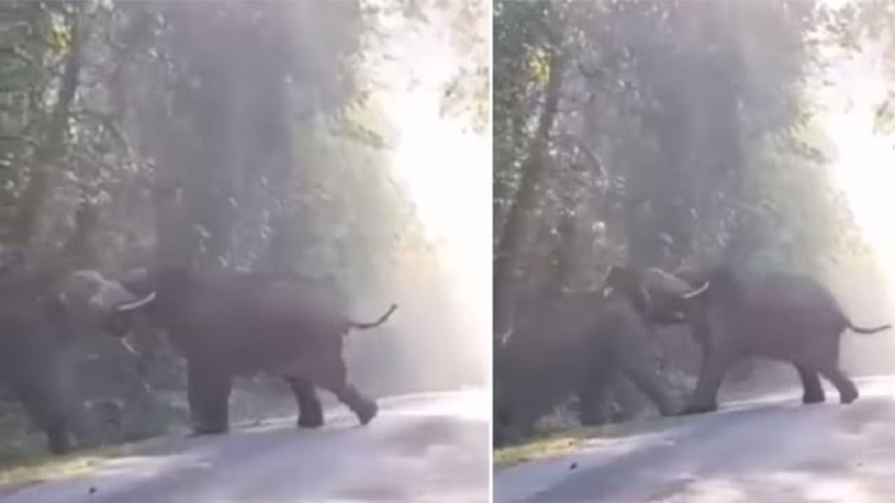 Viral Video: মাঝ রাস্তায় দুই হাতির মারাত্মক লড়াই, কেউ কাউকে ছাড়ার পাত্র নয়! শেষমেশ জয় কার হল, দেখুন