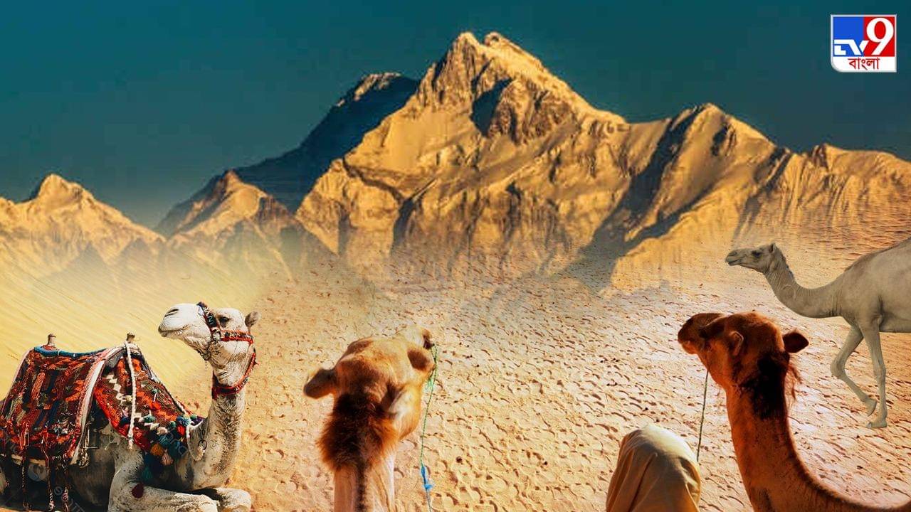 Bengal Weather: কালিম্পংয়ের চেয়েও ‘ঠান্ডা’ রাজস্থান, রেকর্ড-ভাঙা গরম দার্জিলিং-গ্যাংটকে