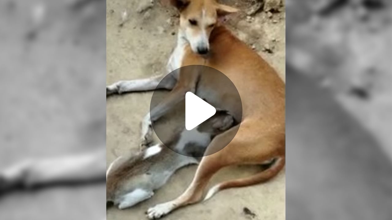 Dog Cat Viral Video: স্নেহ থেকে বঞ্চিত বিড়াল শিশুকে নিজের দুগ্ধ পান করিয়ে আগলে রেখেছে কুকুর!