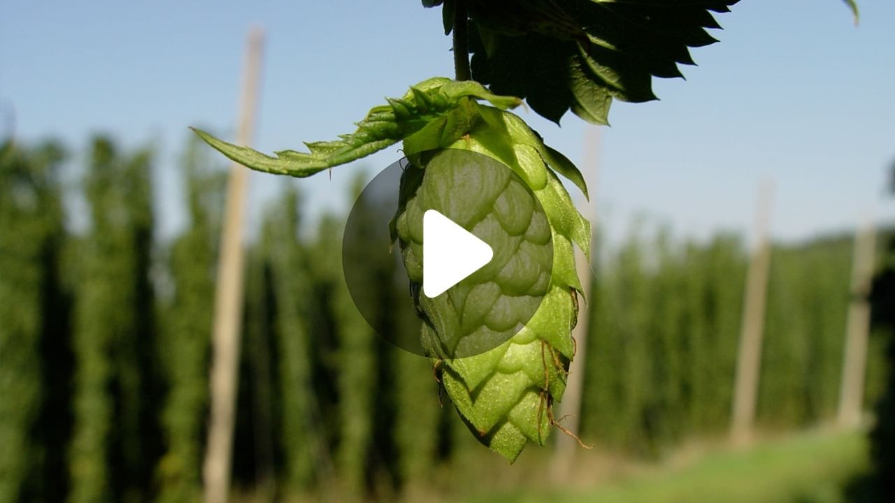 Hop Shoots Price: এই সবজির দাম ৮৫ হাজার টাকা! Hop Shoots Price: এই সবজির দাম ৮৫ হাজার টাকা!