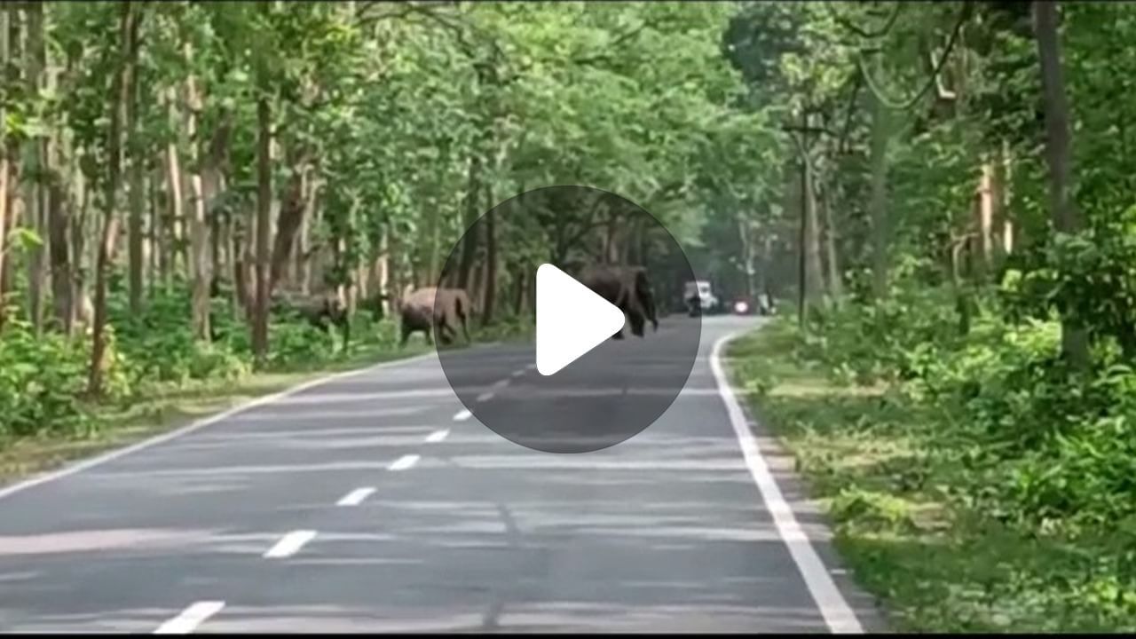 Jalpaiguri Elephant News: ফের জাতীয় সড়কে শাবকসহ হাতির দল, থমকে গেল যান চলাচল