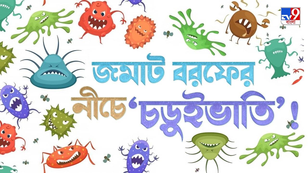 Microbes Feast on Ancient Carbon: আন্টার্কটিকার বরফের তলায় শত শত দিঘি, সেখানেই মহাভোজ, মেনুতে কী কী?