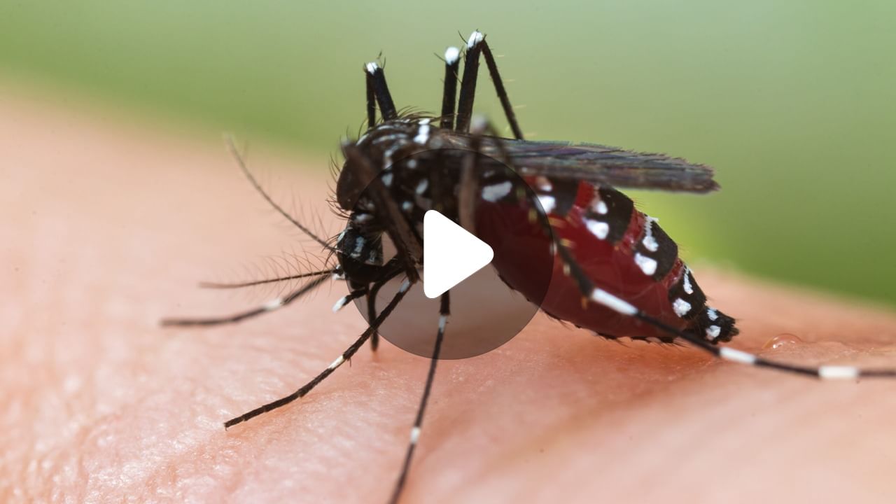 Dengue Vaccine: এই পদক্ষেপে বশে আসবে ডেঙ্গি!