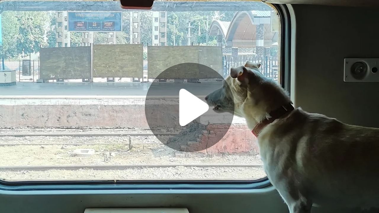 How To Travel with Pet in Train: কীভাবে পোষ্যকে নিয়ে ঘুরবেন ট্রেনে?