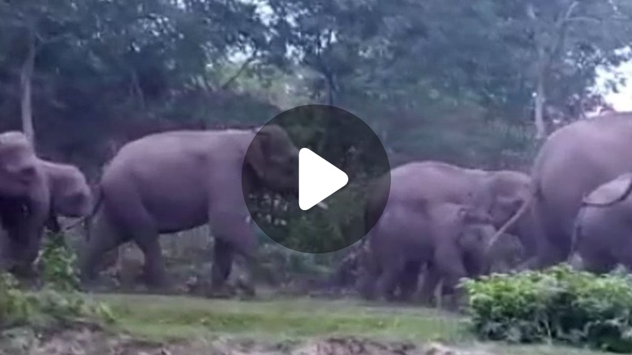 Elephant Attack Video: বাঘের হামলা থেকে প্রাণ বাঁচাতে গিয়ে হাতির হানায় মৃত্যু হল সন্ধ্যা দেবীর