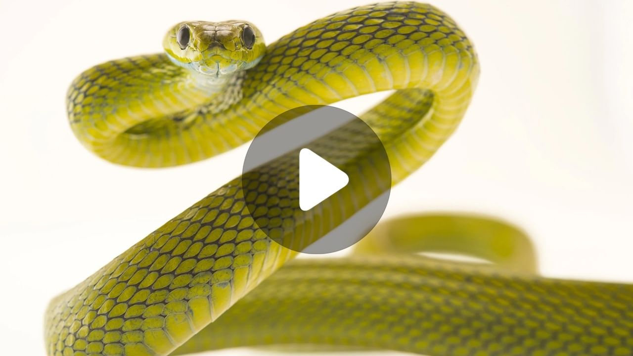 Snake Video: সাপের কারণে অন্ধকার গোটা শহর!