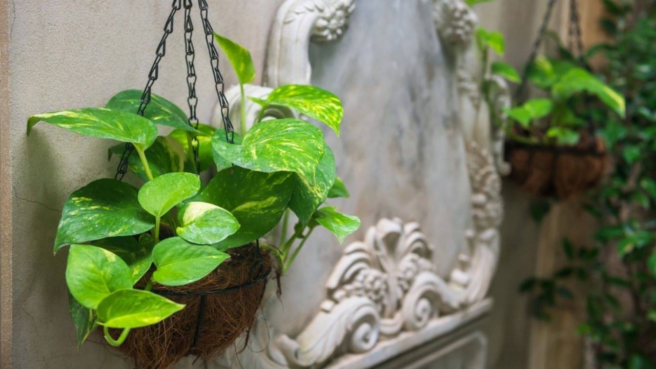 Vastu Tips: বাড়িতে এই গাছ থাকলে আর চিন্তা নেই! কুনজর থেকে অর্থকষ্ট, সব সমস্যার মুশকিল আসান করে এই ম্যাজিক গাছ