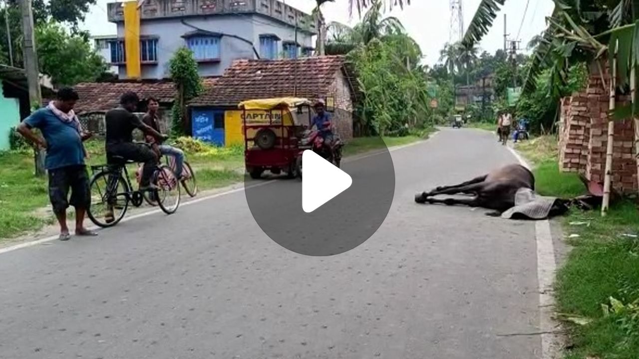 Bhadreswar Horse Death: ভদ্রেশ্বরের রাস্তায় ৯ ঘণ্টা পড়ে মৃত ঘোড়া!