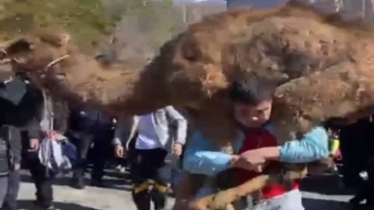 Viral Video: আয়রন ম্যান, বাহুবলী ভুলে এই যুবককে দেখুন, অতিকায় উট কাঁধে তুলে লাগালেন দৌড়...