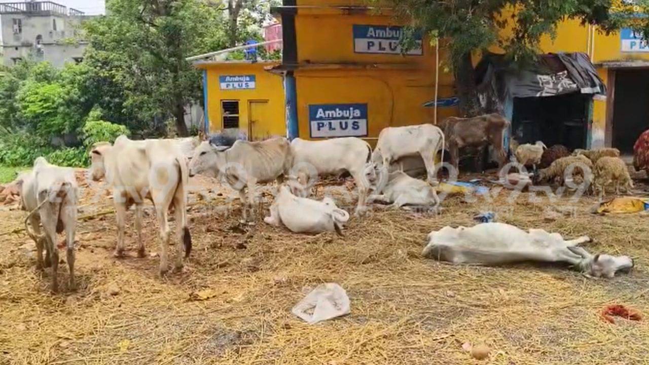Cow Smuggling: রাতের অন্ধকারে কেষ্ট মণ্ডলের গরু পাচার, হাতেনাতে ধরল বীরভূমের পুলিশ