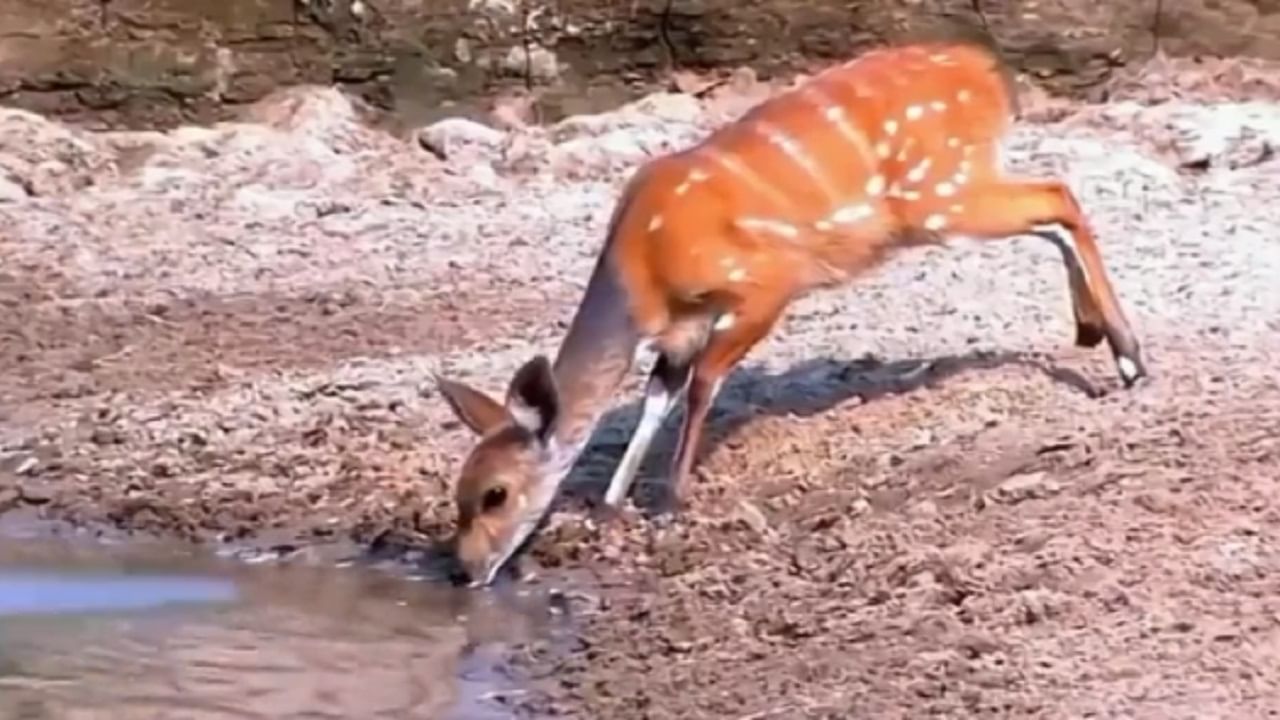 Viral Video: ডানা নেই, তাও জাস্ট উড়ে গেল হরিণ! ব্যর্থতার কষ্টে ডুবল শিকারে আসা কুমির