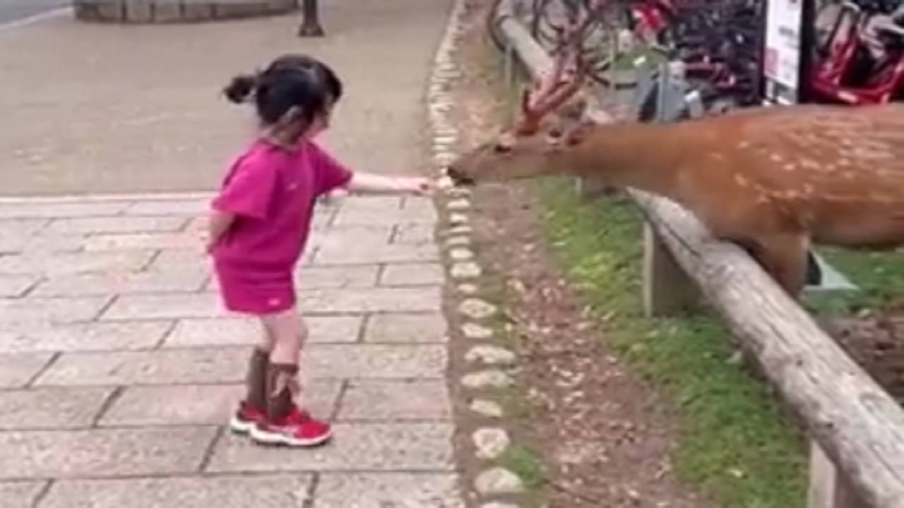 Viral Video: হরিণকে নির্ভয়ে খাবার খাইয়ে দিল এক শিশু, তারপর যা হল.. মন ভাল করা ভিডিয়ো