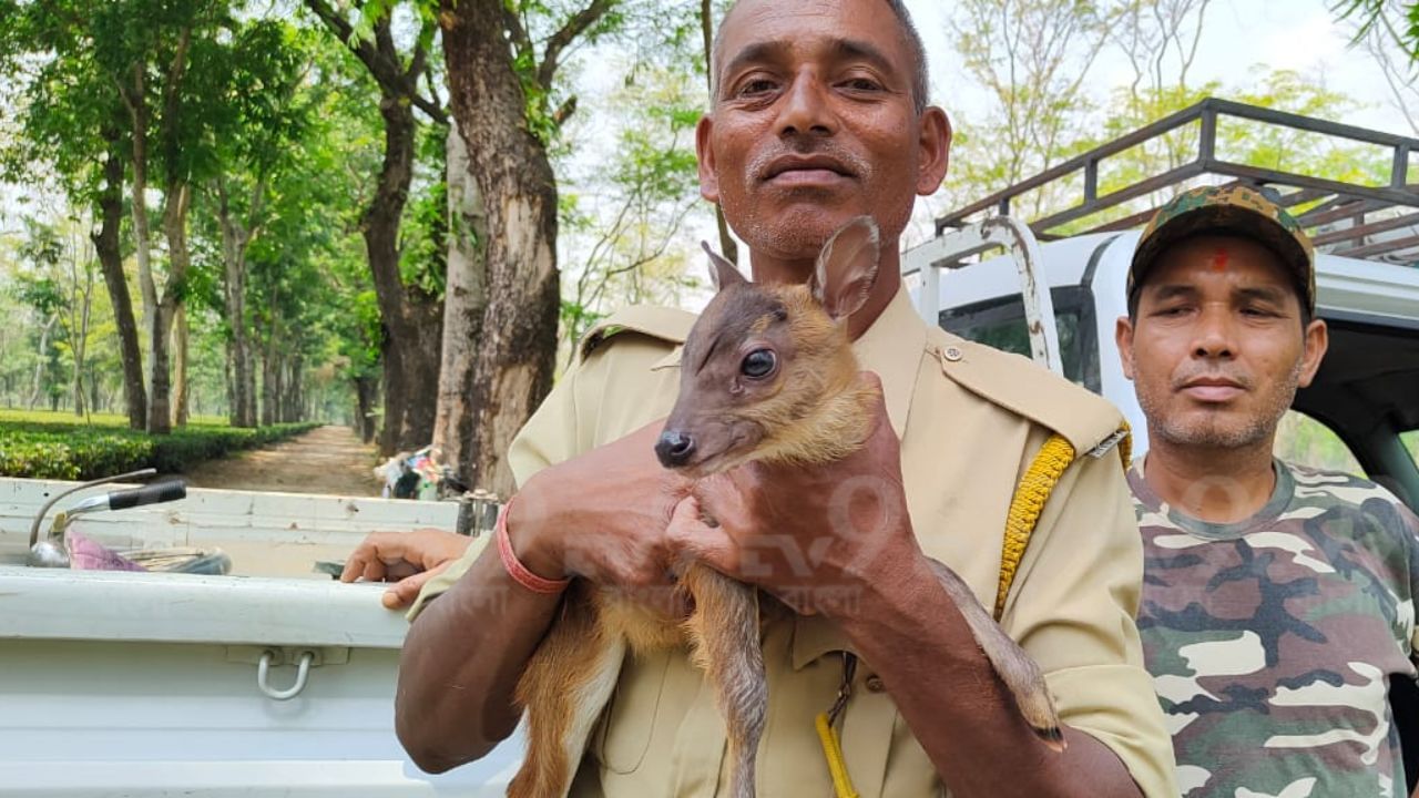 Deer: নালায় পড়ে ভয়ে কাঁপুনি শুরু হরিণ ছানার, বনকর্মী কোলে তুলে নিতেই মিট মিট করে দেখছে এদিক ওদিক