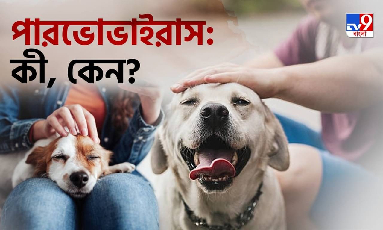 Dogs Health Tips: দুরন্ত পোষ্য কুকুর হঠাৎ করেই ঘনঘন বমি, পায়খানা করছে? এখনই নিয়ে যান ডাক্তারের কাছে
