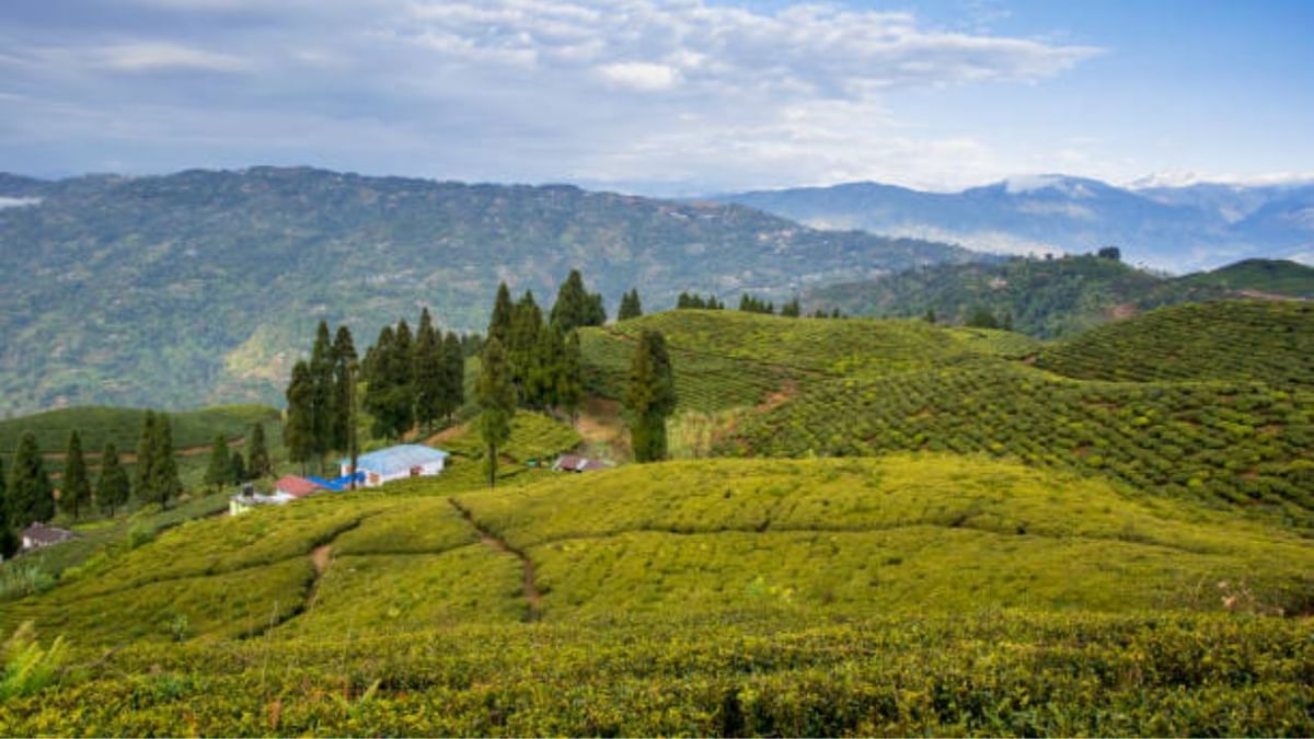 Tea Estate: চা বাগানের মধ্যে ব্রিটিশ বাংলোয় রাত কাটাতে চান? মাত্র ৪,০০০ টাকাতেই ঘুরে নিন ফাগু