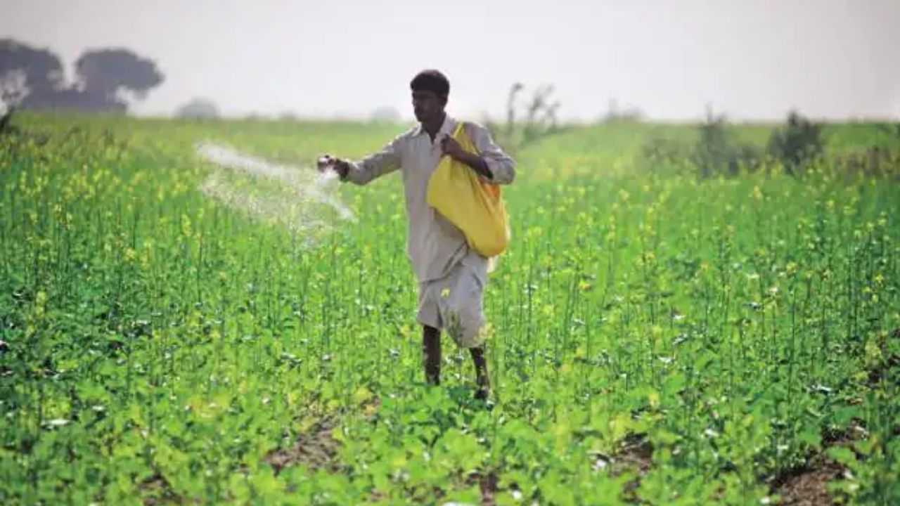 Fertilizer subsidy: কৃষকদের জন্য সুখবর, ভর্তুকি কমলেও দাম বাড়ছে না সারের