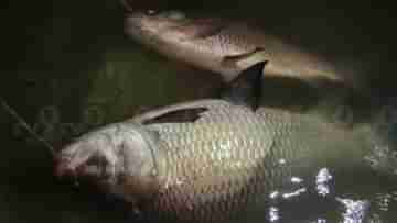 Fish: জালে টান পড়তেই মনে হয়েছিল..., তা বলে ষষ্ঠীর বাজারে এমন লক্ষ্মীলাভ, ভাবেননি ধীবরও