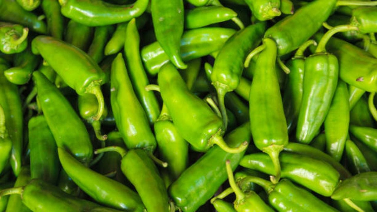 Green Chilies গরমে কাঁচা লঙ্কা শুকিয়ে যাচ্ছে? এভাবে ফ্রিজে রাখলে তাজা