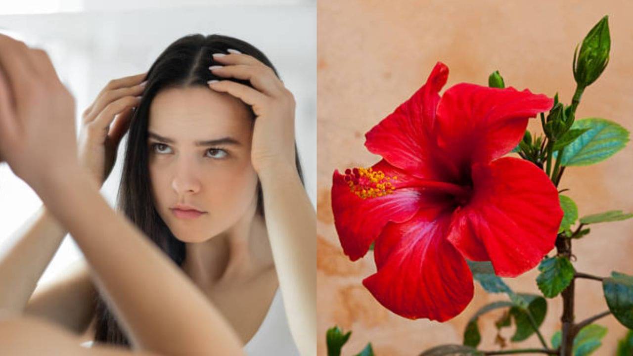 Hibiscus for Hair: চুলে উঠে সিঁথে চওড়া হয়ে যাচ্ছে? মায়ের এই সিক্রেট টোটকাই ওয়ান স্টপ সলিউশন