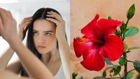 Hibiscus for Hair: চুলে উঠে সিঁথে চওড়া হয়ে যাচ্ছে? মায়ের এই 'সিক্রেট' টোটকাই ওয়ান স্টপ সলিউশন Hibiscus for Hair: চুলে উঠে সিঁথে চওড়া হয়ে যাচ্ছে? মায়ের এই 'সিক্রেট' টোটকাই ওয়ান স্টপ সলিউশন