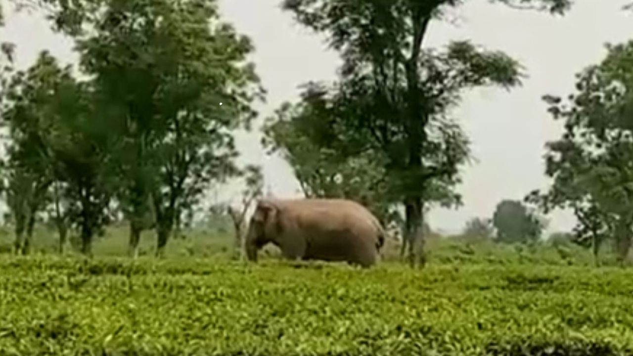 Elephant: শ্রমিকদের টিফিন চুরি করে খেলো হাতি, রুটি-আলুভাজা-ঢেঁকি শাক, সব সাবাড়