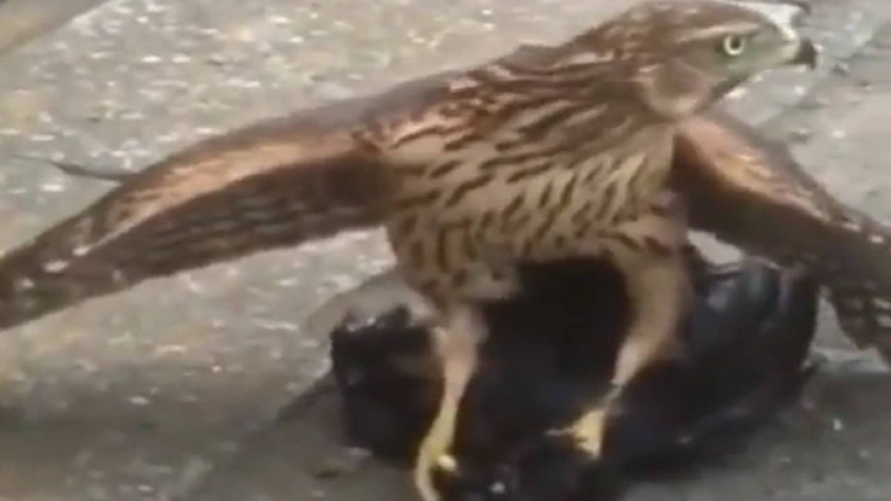 Viral Video: কাক আর বাজপাখির তুমুল লড়াই, রক্তারক্তি কাণ্ডে যুদ্ধজয় করল কে? দেখুন ভাইরাল ভিডিয়ো...