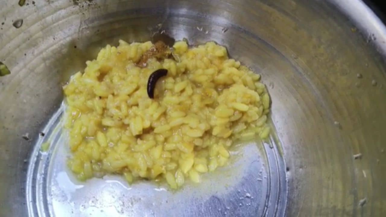 Mid day meal: দ্বিতীয় গ্রাস মুখে তুলতেই নজরে পড়ল পোকা, সাপ-ব্যাঙ-টিকটিকির পর মিডে-ডে মিলে এবার কানকোটারি