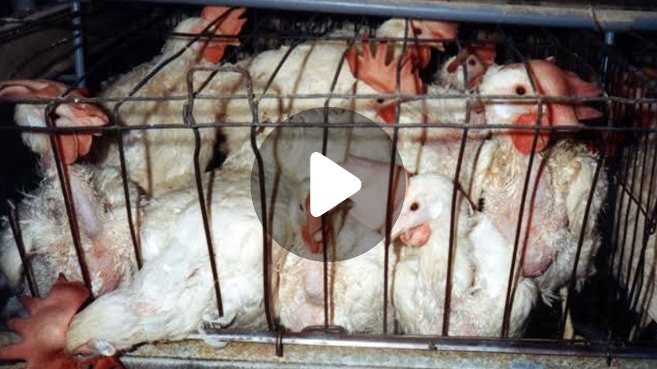 Is Chicken Harmful: মুরগির মাংসেই লুকিয়ে বিপদ?