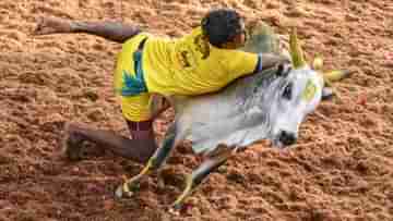 Jallikattu: জাল্লিকাট্টুতে রইল না কোনও বাধা! তামিলনাড়ু সরকারের আইন বহাল রাখল দেশের শীর্ষ আদালত