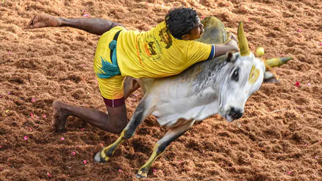 Jallikattu: জাল্লিকাট্টুতে রইল না কোনও বাধা! তামিলনাড়ু সরকারের আইন বহাল রাখল দেশের শীর্ষ আদালত