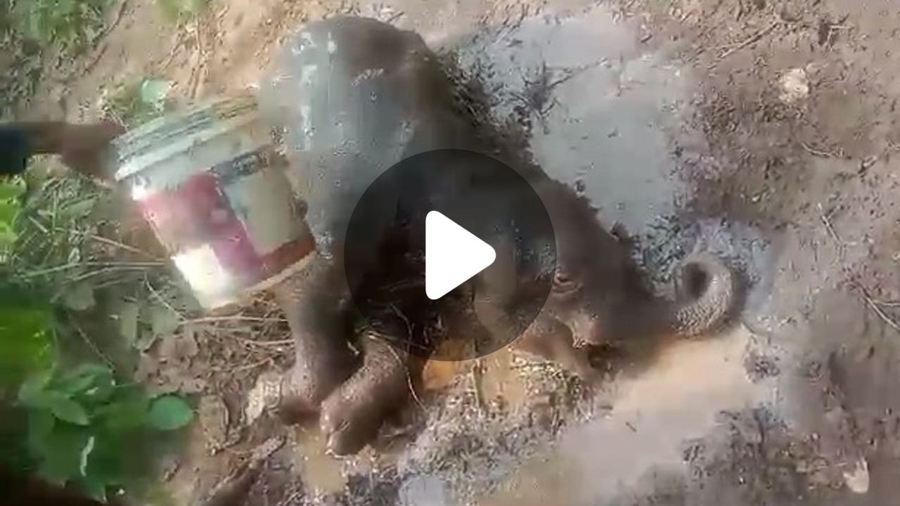 Jambani Baby Elephant Rescue: হস্তি শাবকের জন্য গোটা গ্রাম