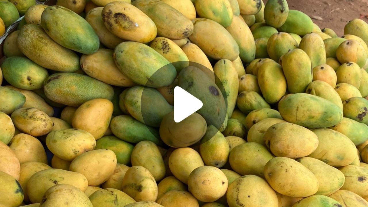 Mango Price Hike: প্রতি বছরই দাম বাড়ছে আমের