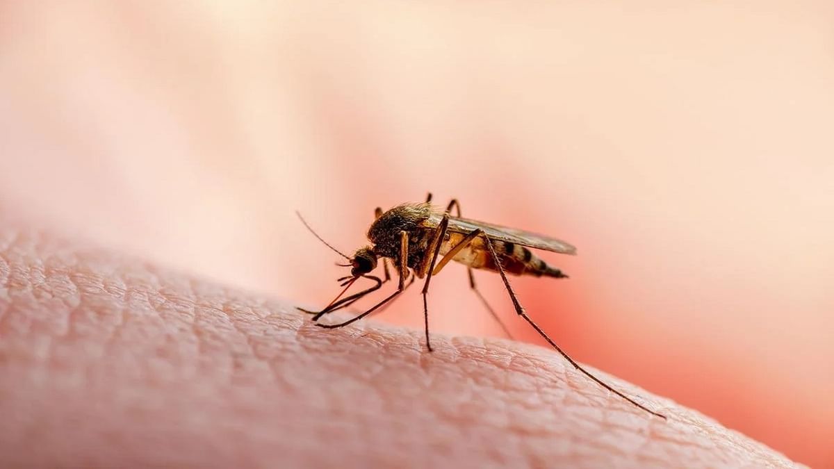 Body Smell Drags Mosquitoes: মশা কি আপনাকেই বেশি কামড়ায়? আসল রহস্য লুকিয়ে আপনার শরীরের গভীরে...