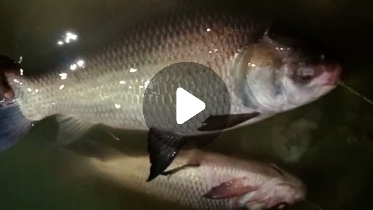 Nadia Big Fish Catch: ভাগীরথী নদীতে জালে ধরা পড়ল ৩৫ কেজির কাতলা!