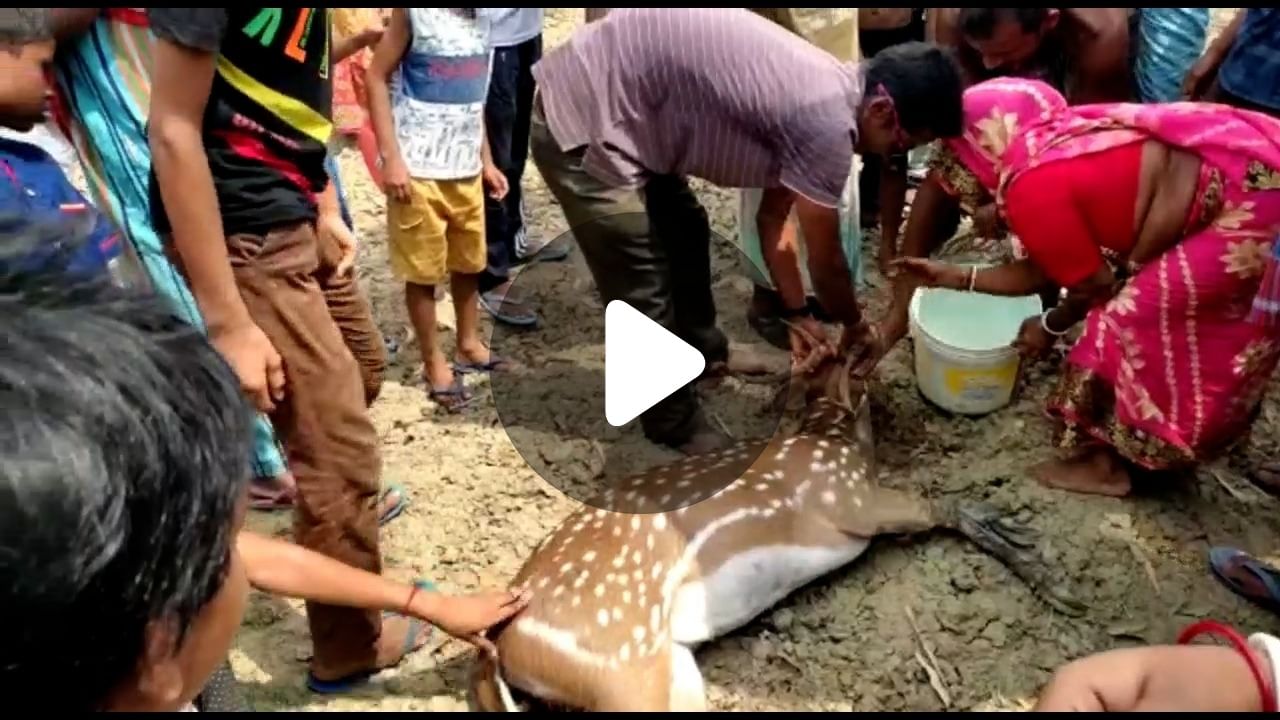 Pathar Pratima Deer Rescue: কুকুরের তাড়ায় লোকালয়ে হরিণ!