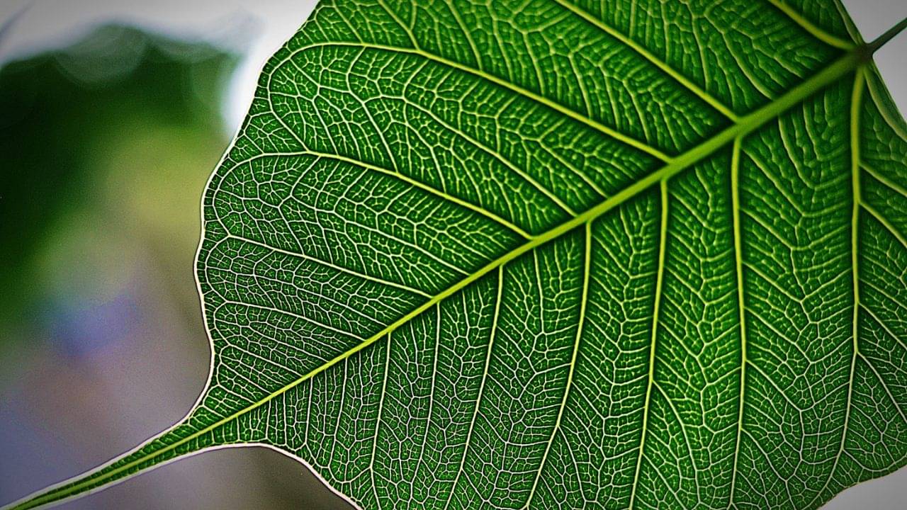 Benefits of Peepal Tree: সৌভাগ্য ও সম্পদের প্রতীক হিসেবে হিন্দু ধর্মে এই গাছের গুরুত্ব এত বেশি কেন, জানেন?