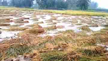 PMFBY: অসময়ের বৃষ্টিতে নষ্ট খেতের ফসল? প্রধানমন্ত্রী ফসল বিমা যোজনা য় পাবেন ক্ষতিপূরণ