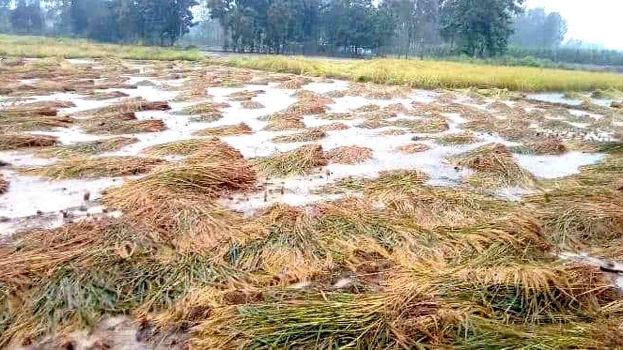 PMFBY: অসময়ের বৃষ্টিতে নষ্ট খেতের ফসল? 'প্রধানমন্ত্রী ফসল বিমা যোজনা' য় পাবেন ক্ষতিপূরণ