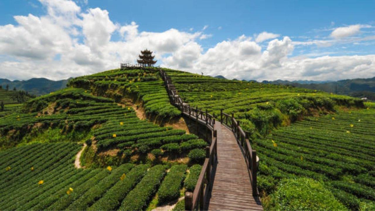 Rangaroon: হাতে দুদিনের ছুটি, বাজেট খুব কম? যেতে পারেন রঙ্গারুনের চা বাগান দেখতে