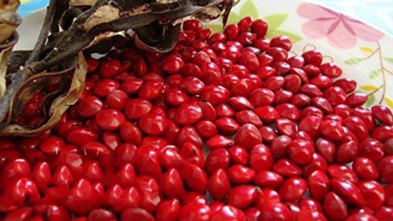 Red Gunja Totke: লাল রঙের এই পুঁতির মতো দেখতে বীজ সঙ্গে থাকলে আর চিন্তা নেই! সোনা ফলবে প্রতি পদে পদে