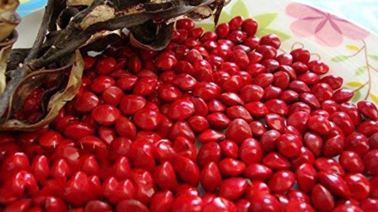 Red Gunja Totke: লাল রঙের এই পুঁতির মতো দেখতে বীজ সঙ্গে থাকলে আর চিন্তা নেই! সোনা ফলবে প্রতি পদে পদে Red Gunja Totke: লাল রঙের এই পুঁতির মতো দেখতে বীজ সঙ্গে থাকলে আর চিন্তা নেই! সোনা ফলবে প্রতি পদে পদে