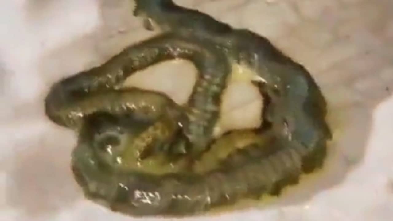 Viral Video: সাপ নয় আবার কেঁচোও নয়, তাহলে এটা কী? দেখলে ঘুম উড়বে আপনার...